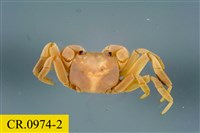 藏品(整潔圓方蟹)的圖片